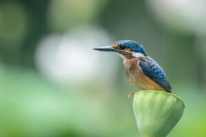 Cum să valorifici biodiversitatea pentru profit