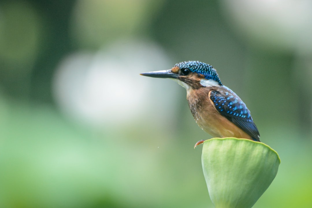 Photo biodiversity profit