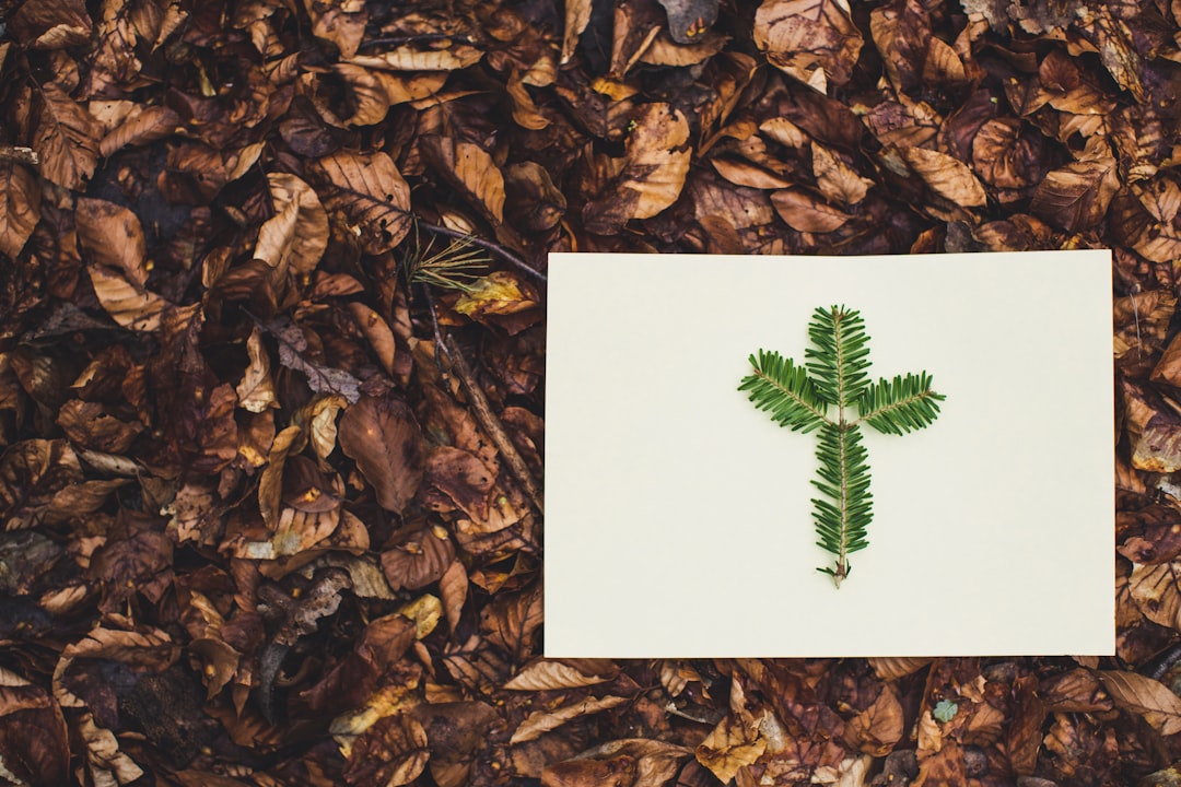 Photo plan de afacere ecologic