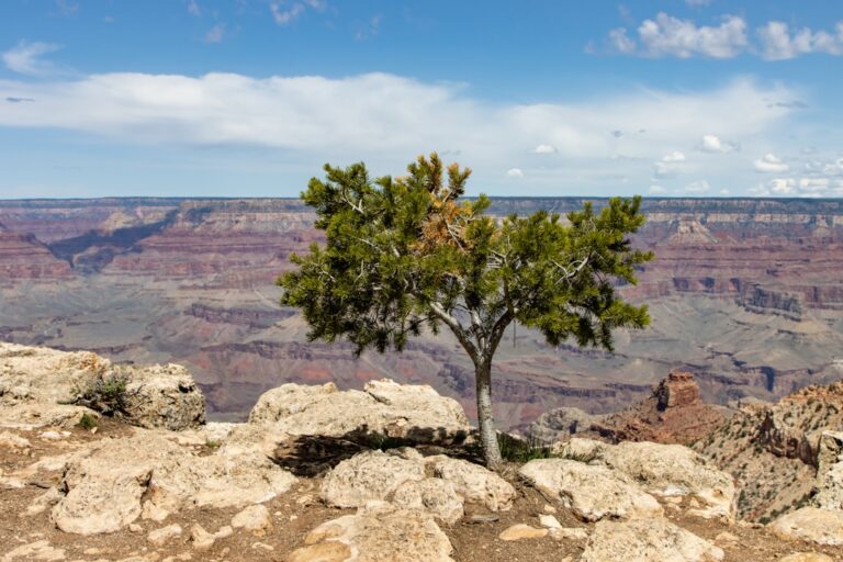 Cum să-ți dezvolți reziliența: strategii pentru a depăși obstacolele