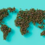 Impactul globalizării asupra comunităților locale și tradițiilor