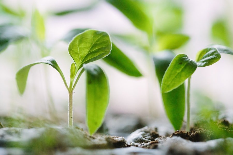 Photo growth mindset